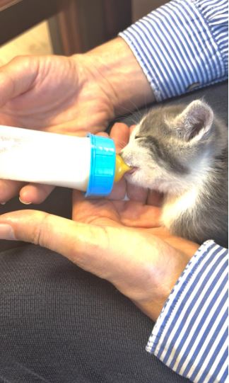 Un matou à l'atelier